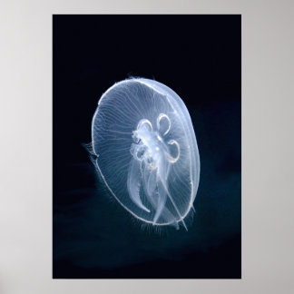 Affiches Portrait bleu translucide brillant