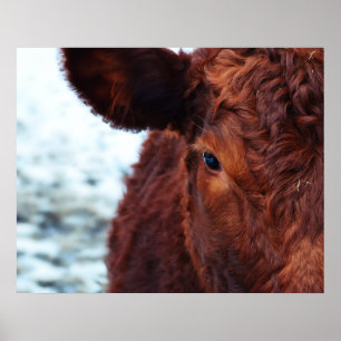 Affiches portrait Brown de vache