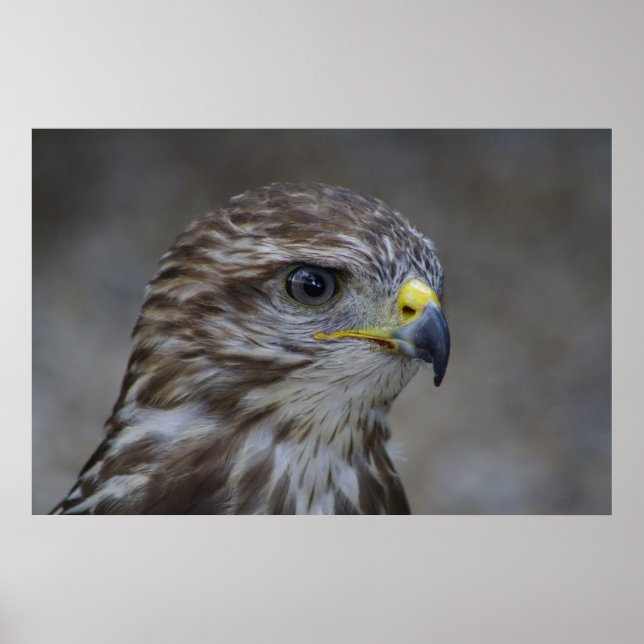 Affiches Portrait commun Buzzard (Devant)