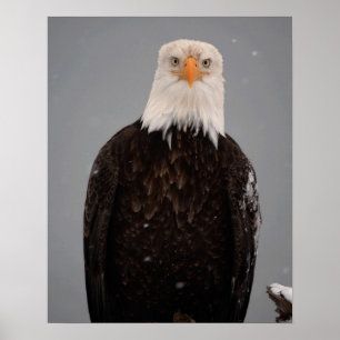 Affiches Portrait d'aigle royal dans la neige, Haliaeetus