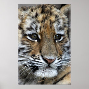 Affiches Portrait de bébé Amur Tiger Cub