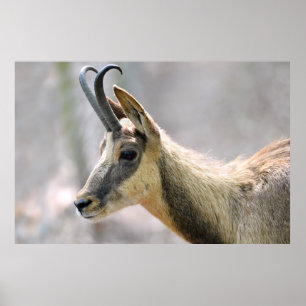 Affiches Portrait de chamois