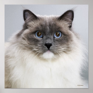Affiches Portrait de chat de Ragdoll