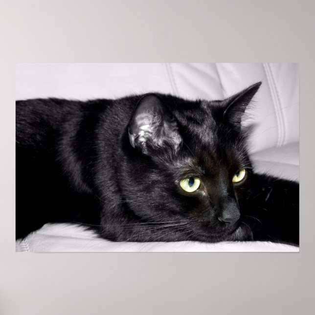 Affiches Portrait de chat noir mignon (Devant)