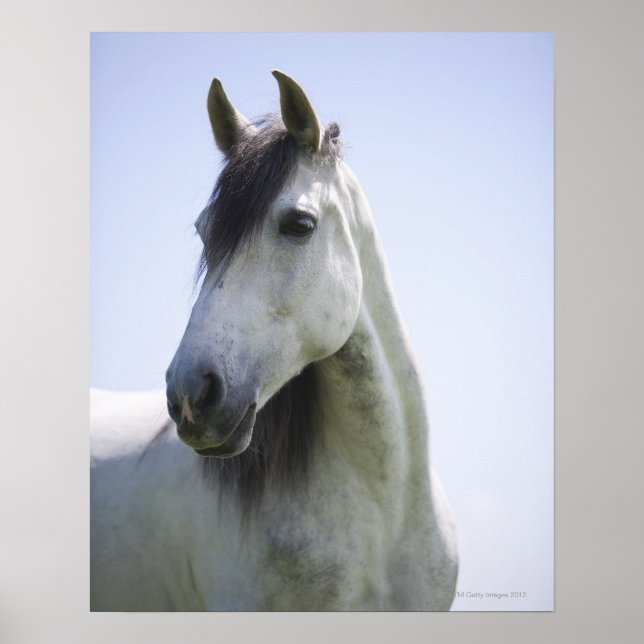 Affiches portrait de cheval blanc (Devant)