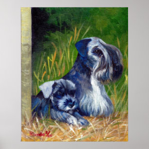 Affiches Portrait de Chien Cesky Terrier