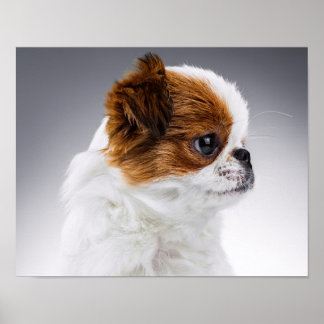Affiches Portrait de chiot japonais mignon