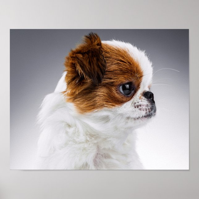 Affiches Portrait de chiot japonais mignon (Devant)