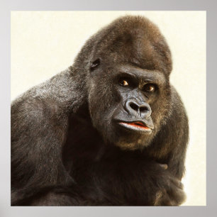 Affiches Portrait de gorille de Silverback