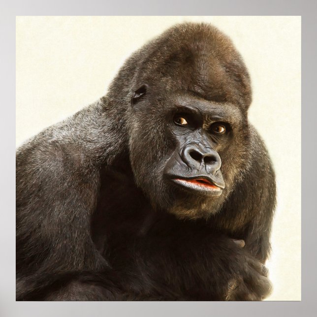 Affiches Portrait de gorille de Silverback (Devant)