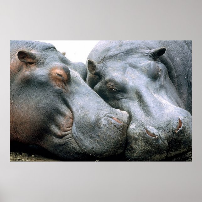 Affiches Portrait de Gossip Hippopotamus (Devant)