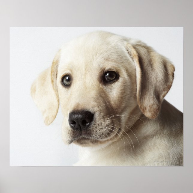 Affiches Portrait de la marionnette blonde Labrador Retriev (Devant)