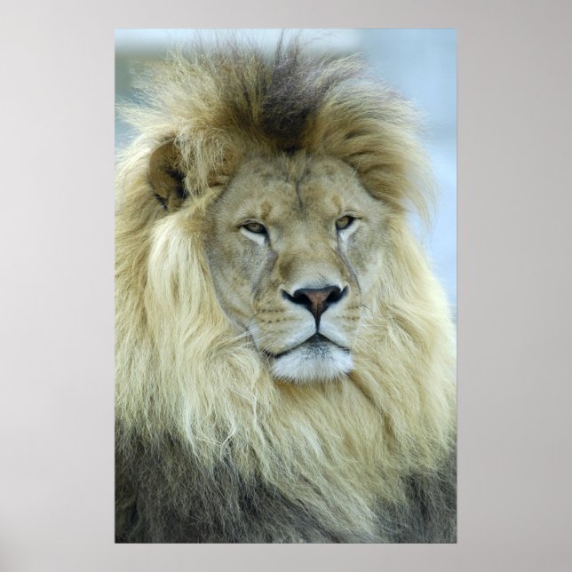 Affiches Portrait de lion (Devant)