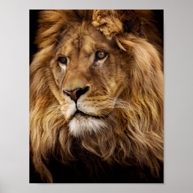 Affiches Portrait de Lion (Devant)