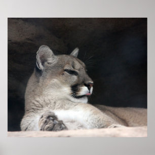 Affiches Portrait de lion Cougar Mountain