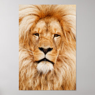 Affiches Portrait de lion fier