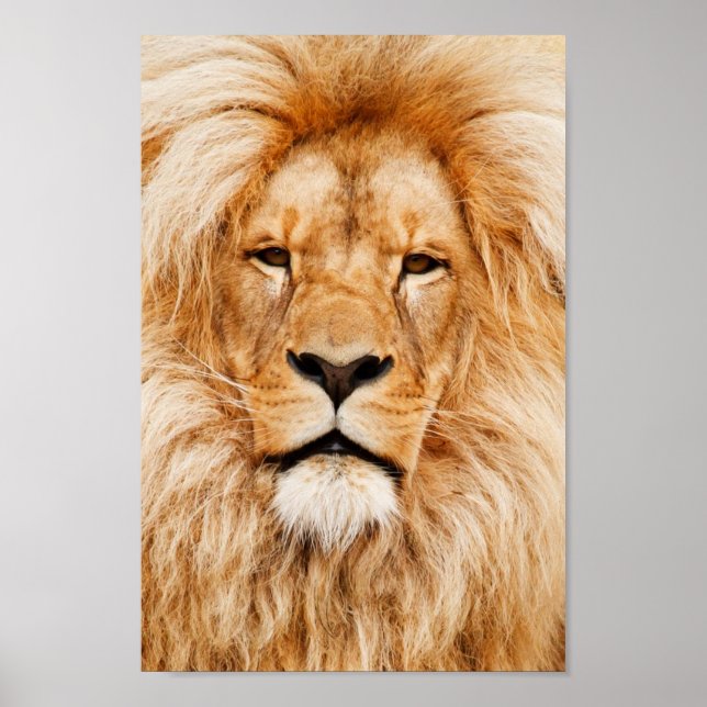 Affiches Portrait de lion fier (Devant)