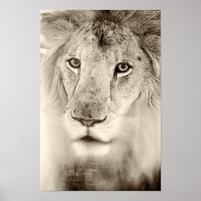 Affiches Portrait de lion noir et blanc (Devant)