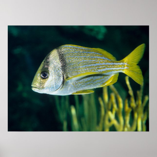 Affiches Portrait de poisson-porc de l'Atlantique (Devant)