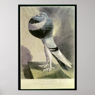 Affiches Portrait de Pouter Pigeon