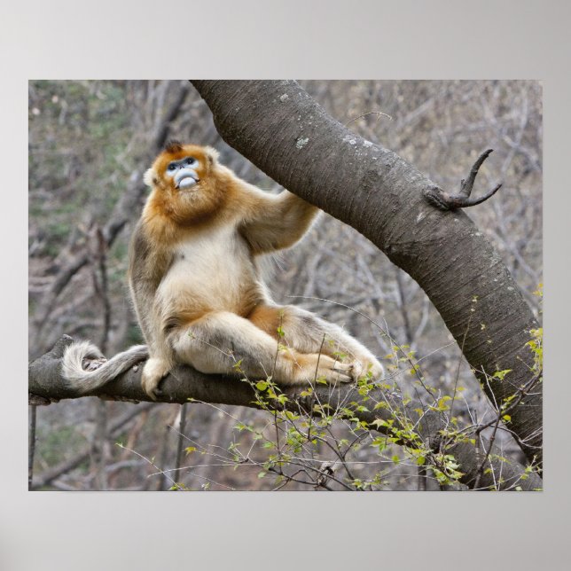 Affiches Portrait de singe doré mâle dans un arbre (Devant)