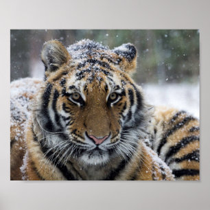 Affiches Portrait de tigre d'hiver