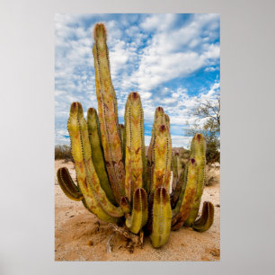Affiches Portrait de vieux cactus, Mexique