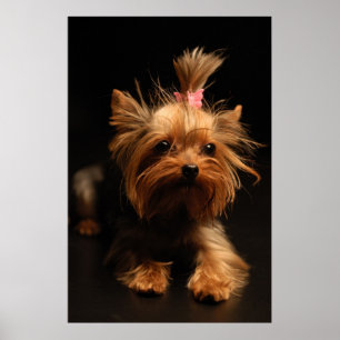 Affiches Portrait de Yorkshire Terrier