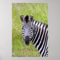 Portrait de zèbre des plaines, Hluhluwe-Umfolozi G