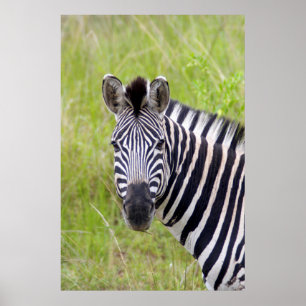 Affiches Portrait de zèbre des plaines, Hluhluwe-Umfolozi G