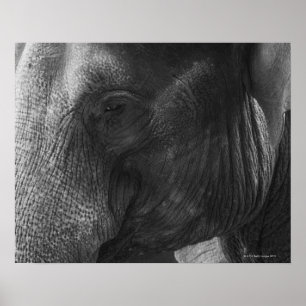 Affiches Portrait d'éléphant noir et blanc