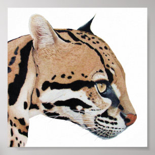 Affiches Portrait d'Ocelot