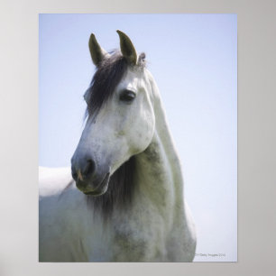 Affiches portrait du cheval blanc