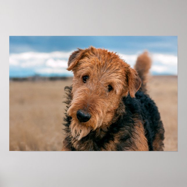 Affiches Portrait d'un Airedale Terrier (Devant)