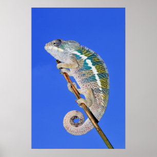 Affiches portrait d'un caméléon de panthère mâle