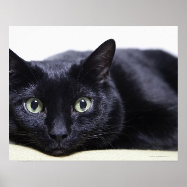 Affiches Portrait d'un chat (Devant)