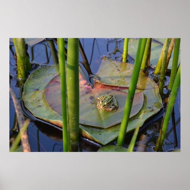 AFFICHES PORTRAIT D'UN ROG (Devant)