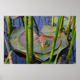 AFFICHES PORTRAIT D'UNE GRENOUILLE