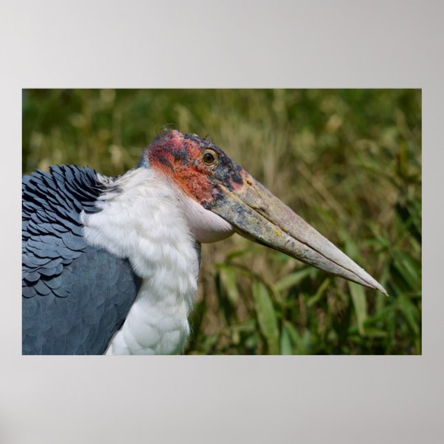 Affiches Portrait marabou cigogne (Devant)