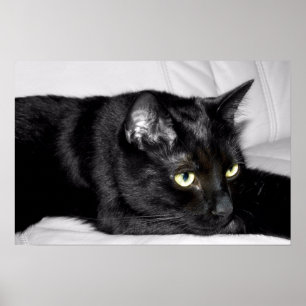 Affiches Portrait mignon de chat noir