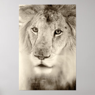 Affiches Portrait noir et blanc de lion