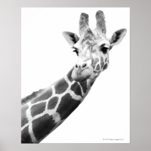 Affiches Portrait noir et blanc d'une girafe