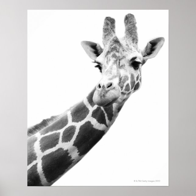 Affiches Portrait noir et blanc d'une girafe (Devant)