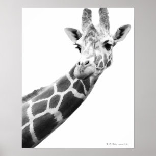 Affiches Portrait noir et blanc d'une girafe