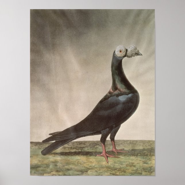 Affiches Portrait of a Carrier Pigeon (Devant)