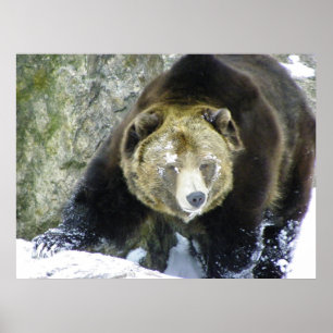 Affiches Portrait Ours Grizzli En Neige