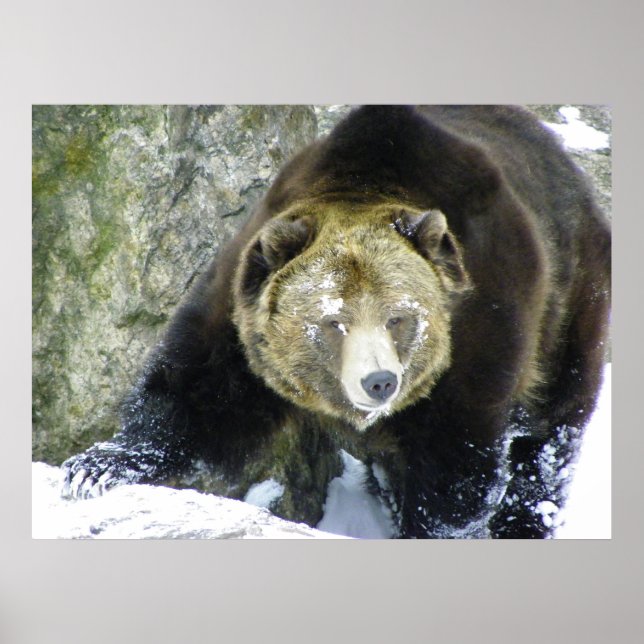 Affiches Portrait Ours Grizzli En Neige (Devant)