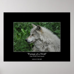Affiches Portrait photo de la faune du loup gris