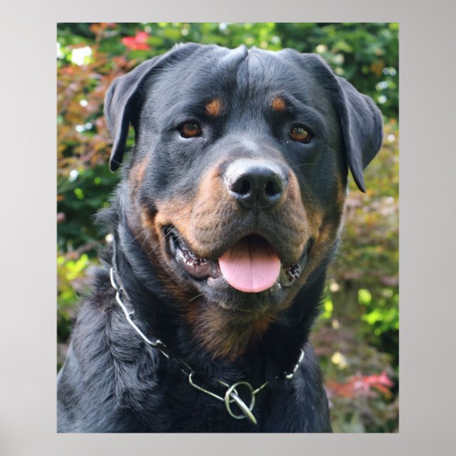 Affiches Portrait Rottweiler (Devant)