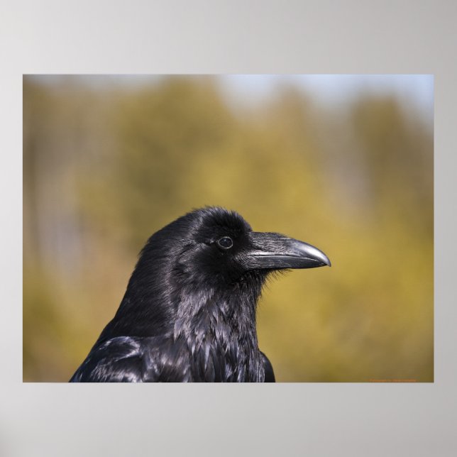 Affiches Portrait Wild Raven - Art (Devant)